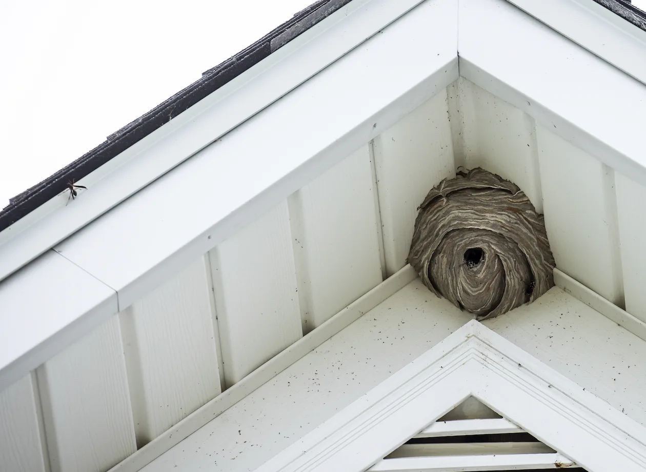 Bald-faced hornet near an eave on a Western Washington property