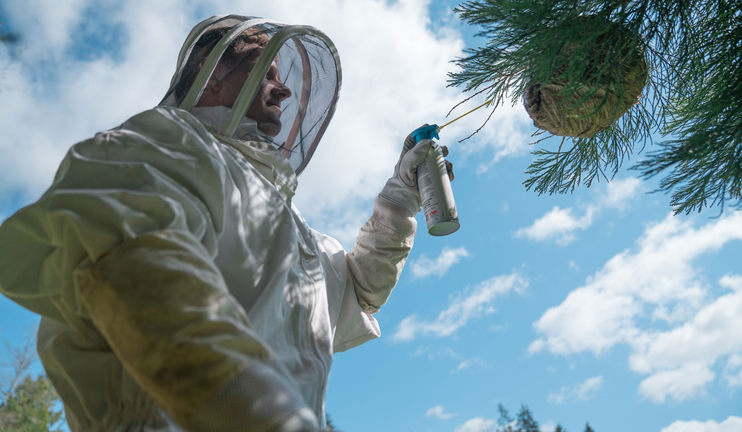 Wasp & Hornet Control