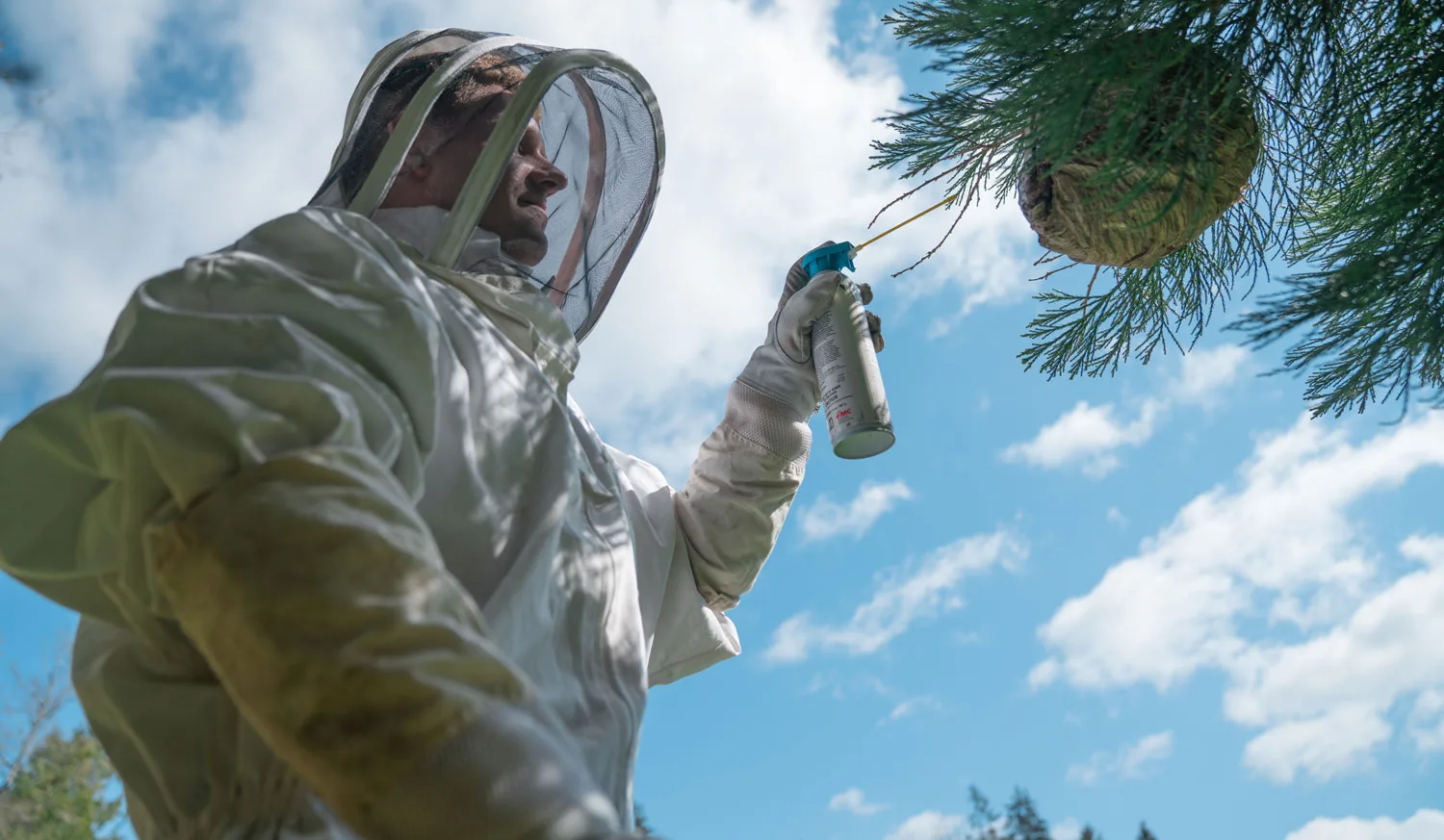 Wasp & Hornet Control