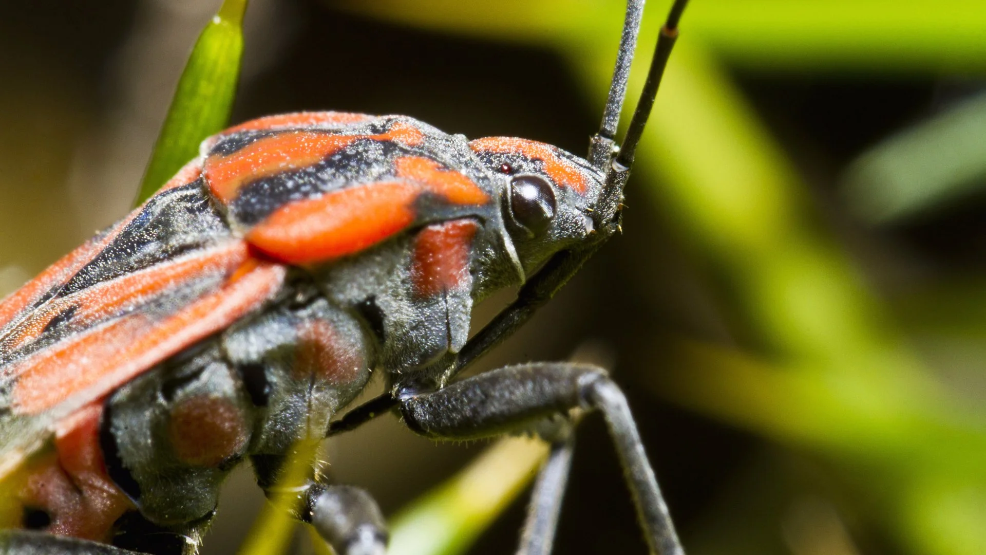Are Chinch Bugs Harmless or Harmful to Your Lawn?
