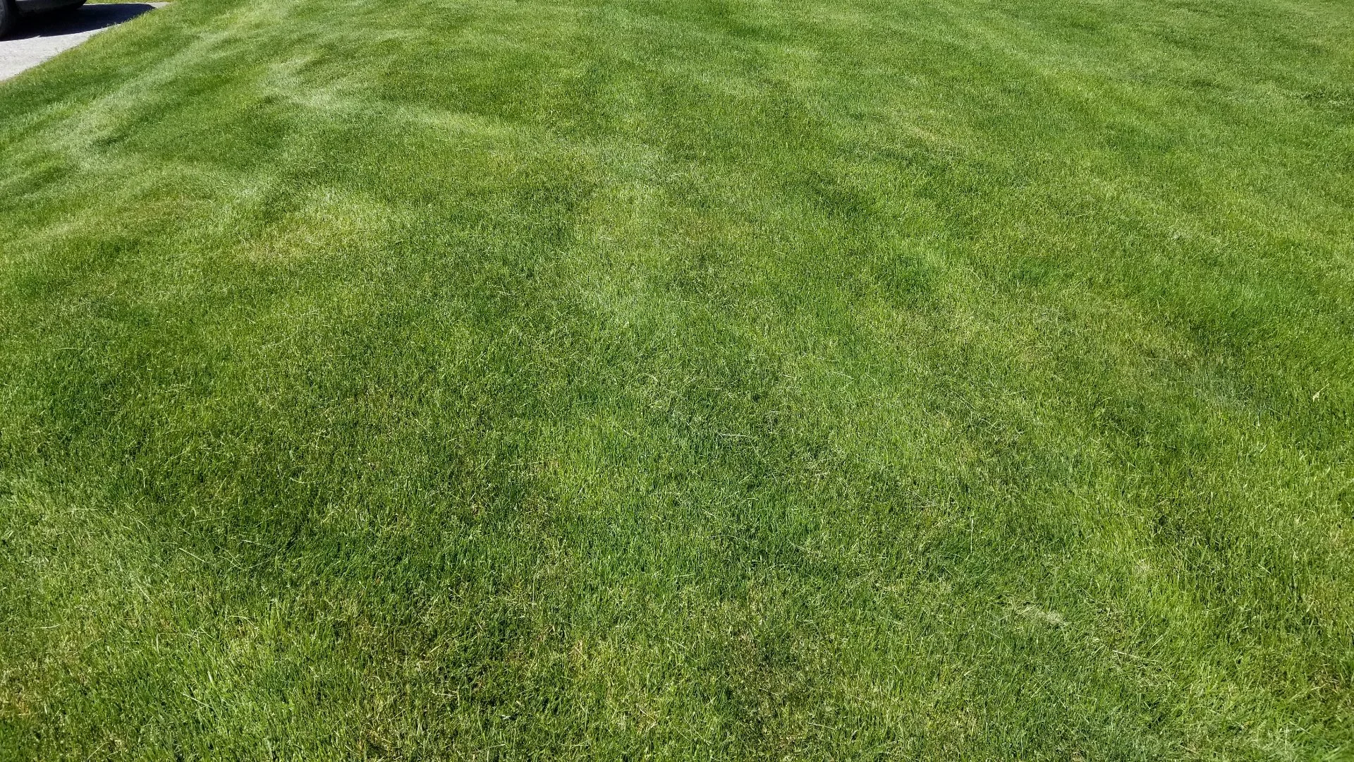 Help Your Lawn Survive the Heat With a Summer Fertilization Treatment