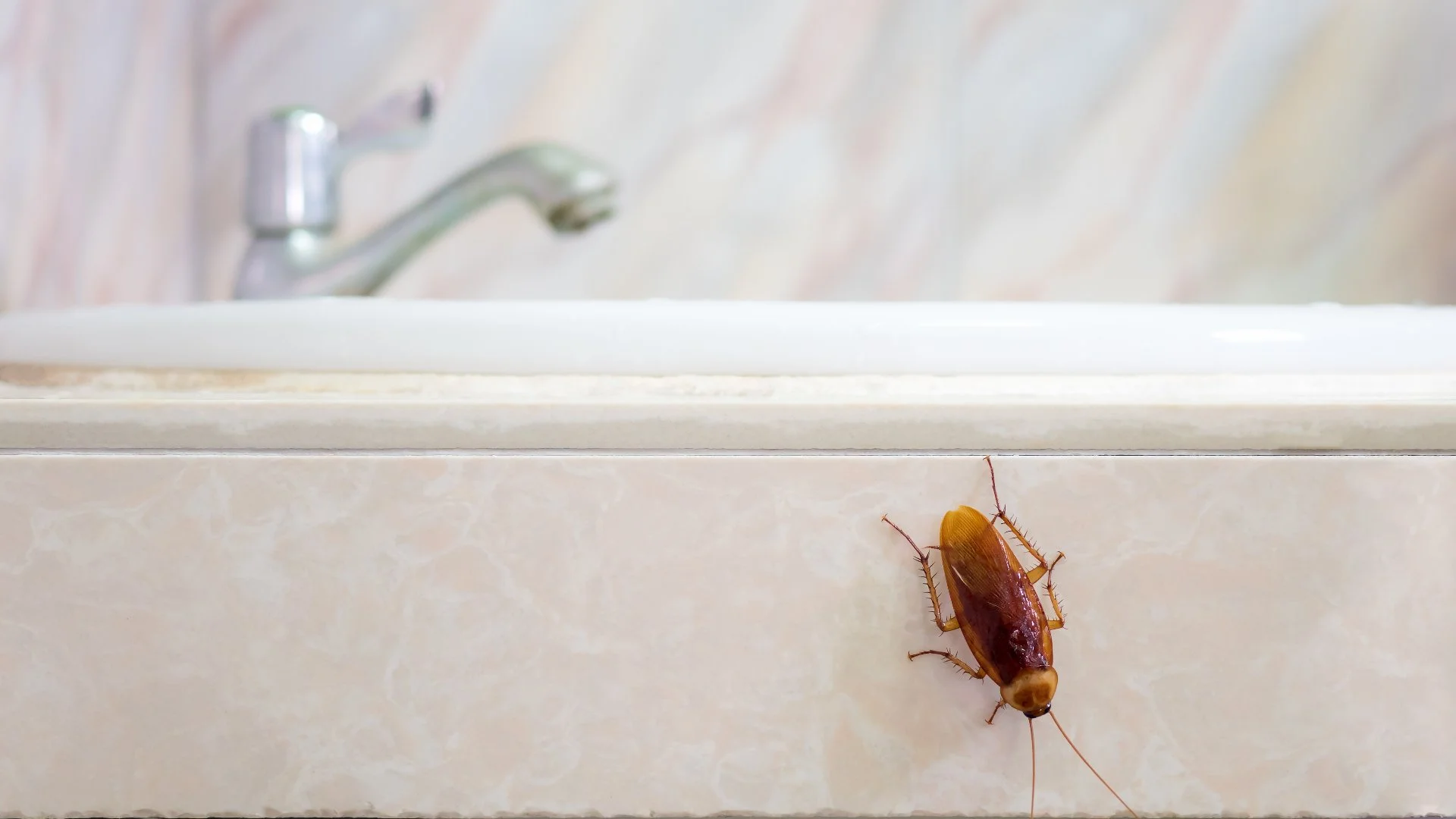 3 Ways to Keep Cockroaches From Infesting Your Home