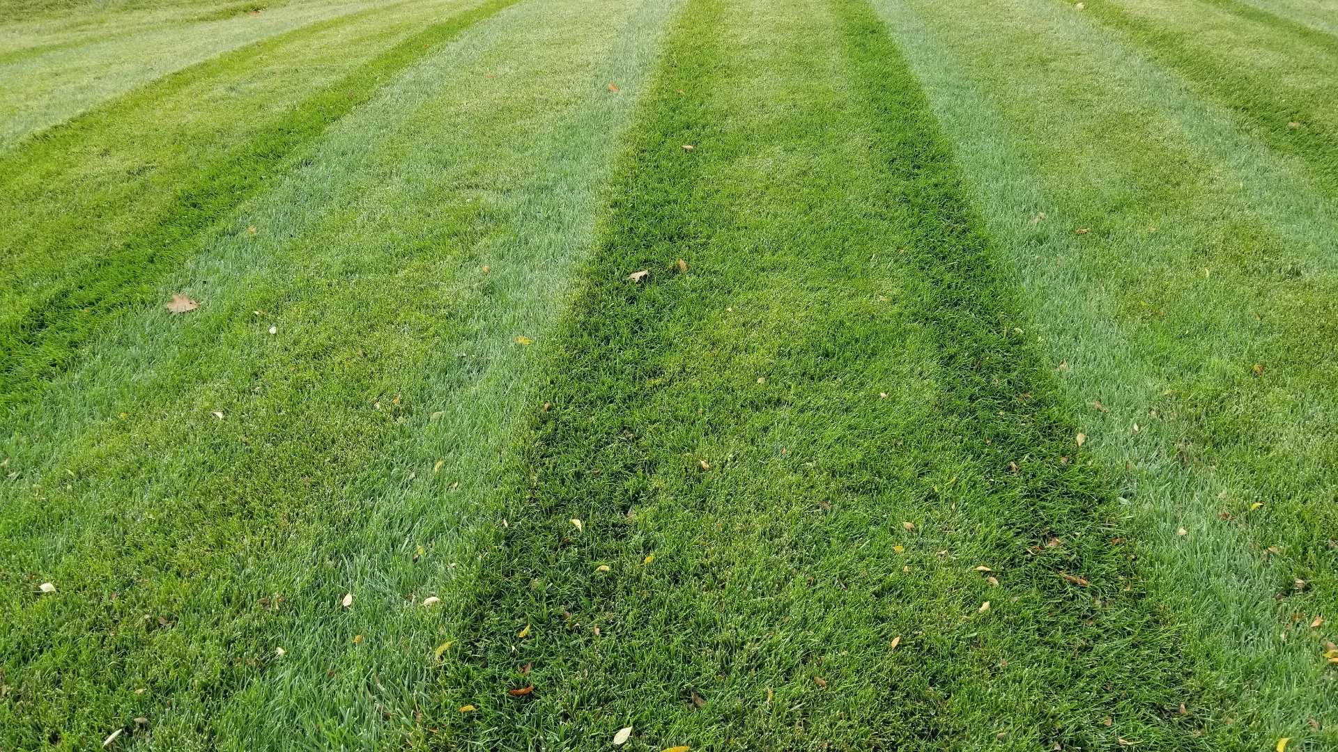 Lime Treatments Are a Great Way to Enhance the Health of Your Lawn