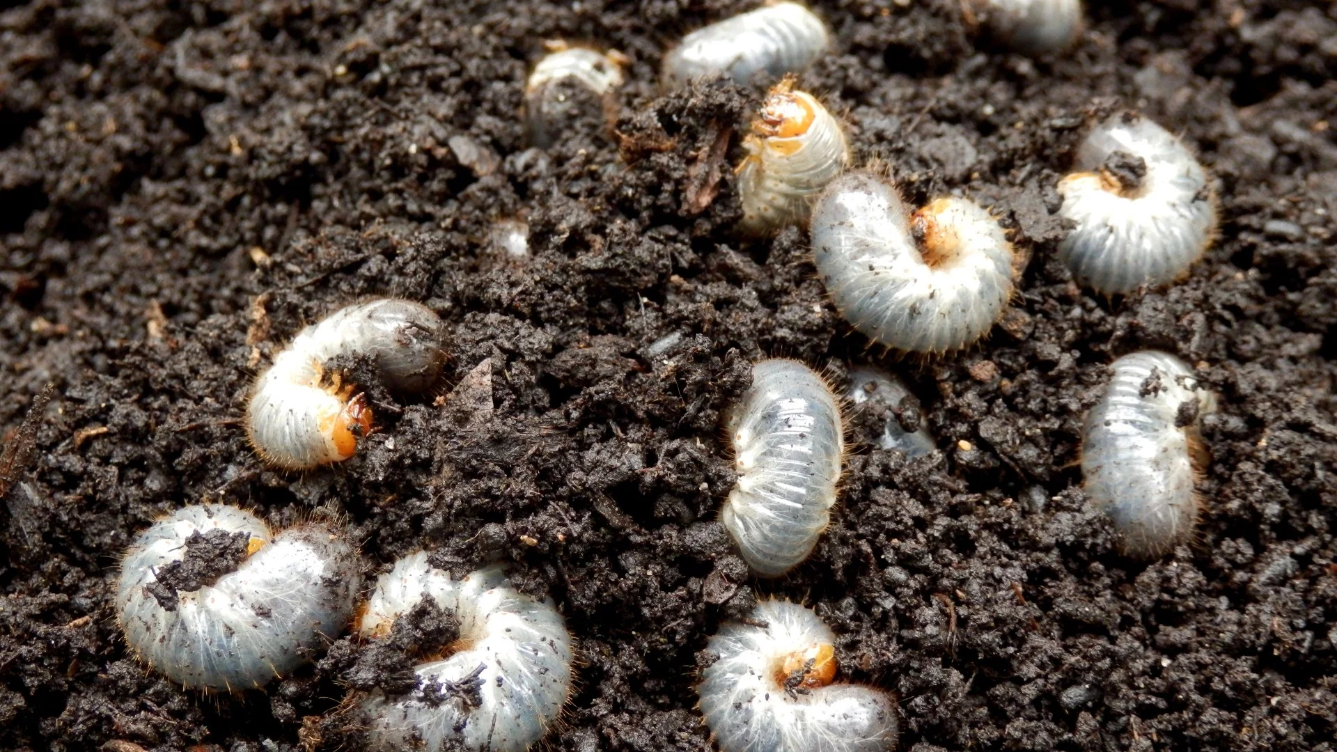 Don’t Leave Your Lawn to Chance - Schedule Preventative Grub Control