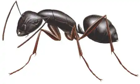 Carpenter Ants: Identification, Treatment, and Prevention