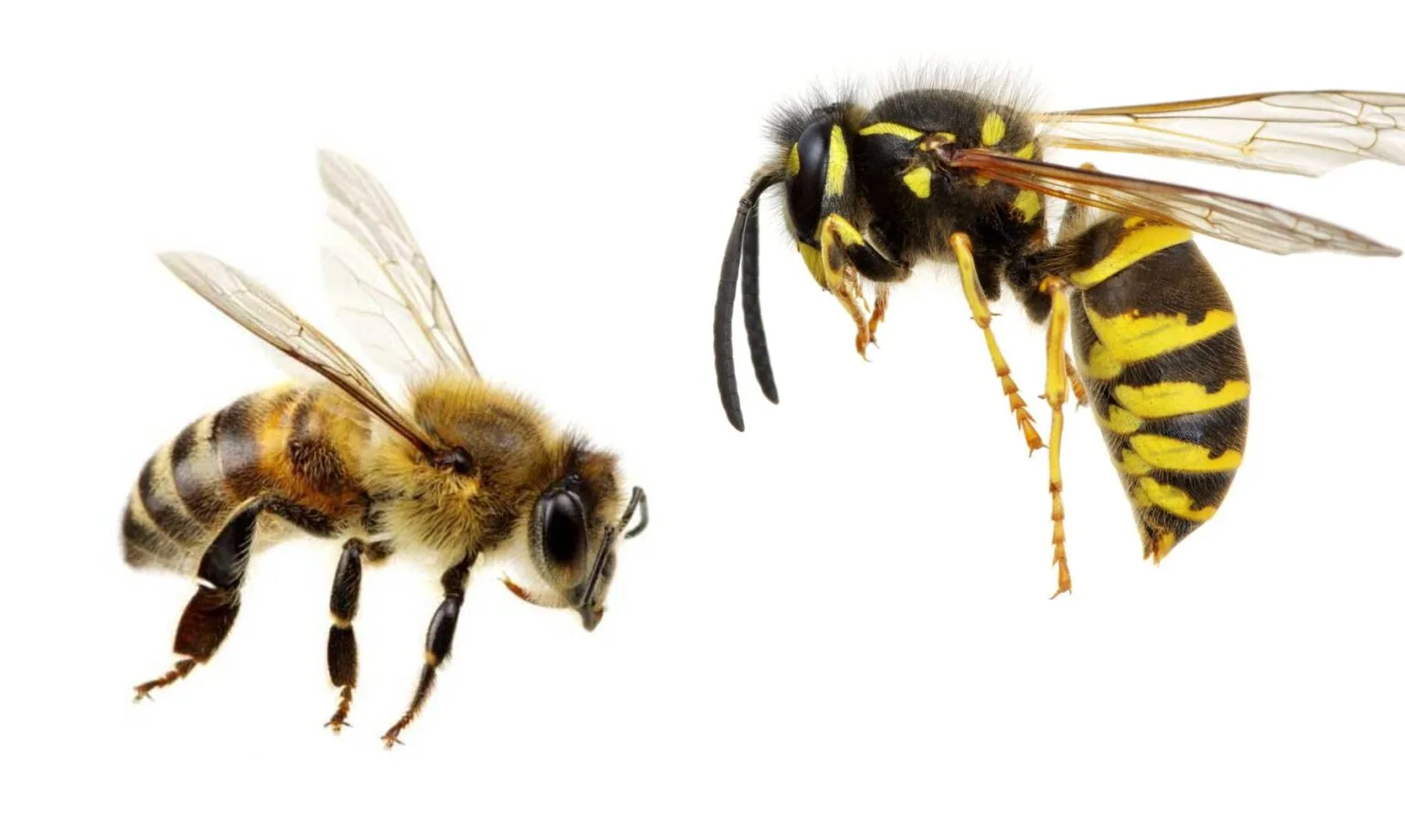 Bees and Wasps in Washington