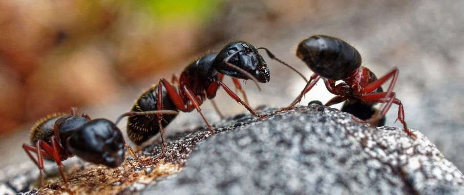 Carpenter ants on a rock in Bremerton, WA.