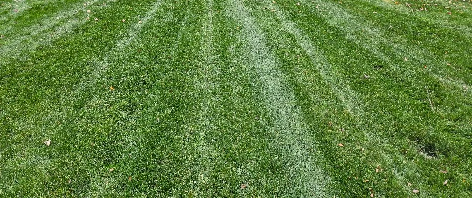 Lush, thick lawn in Bremerton, WA, after aeration.