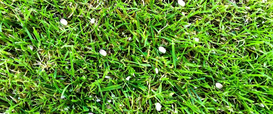 Small, white granules on green grass in Bremerton, WA.