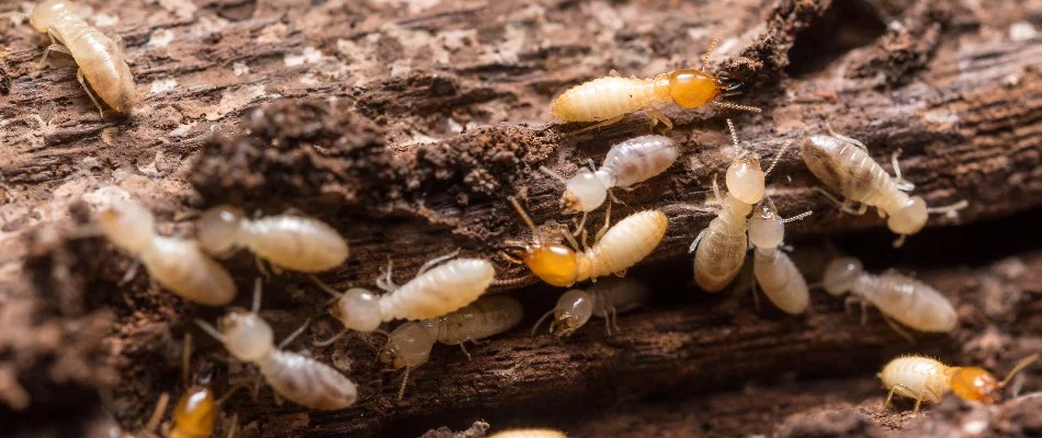 Termites on damaged wood in Bremerton, WA.