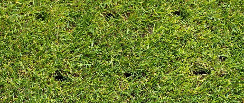 Uniform holes in a lawn in Bremerton, WA, from aeration.