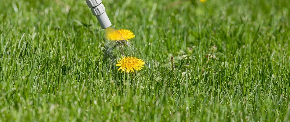 Yellow dandelion weed on a lawn in Bremerton, WA, being treated with a herbicide.