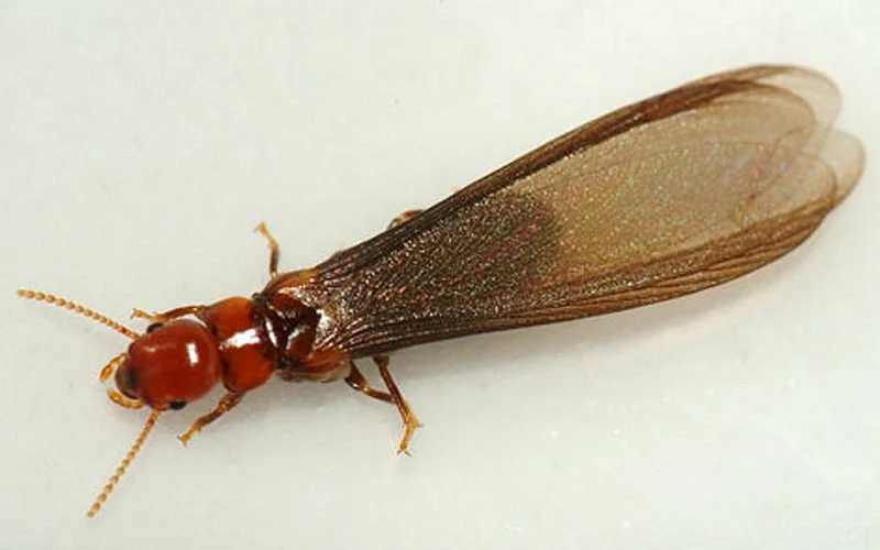 Seasonal Pests: Dampwood Termites and Moisture Ants