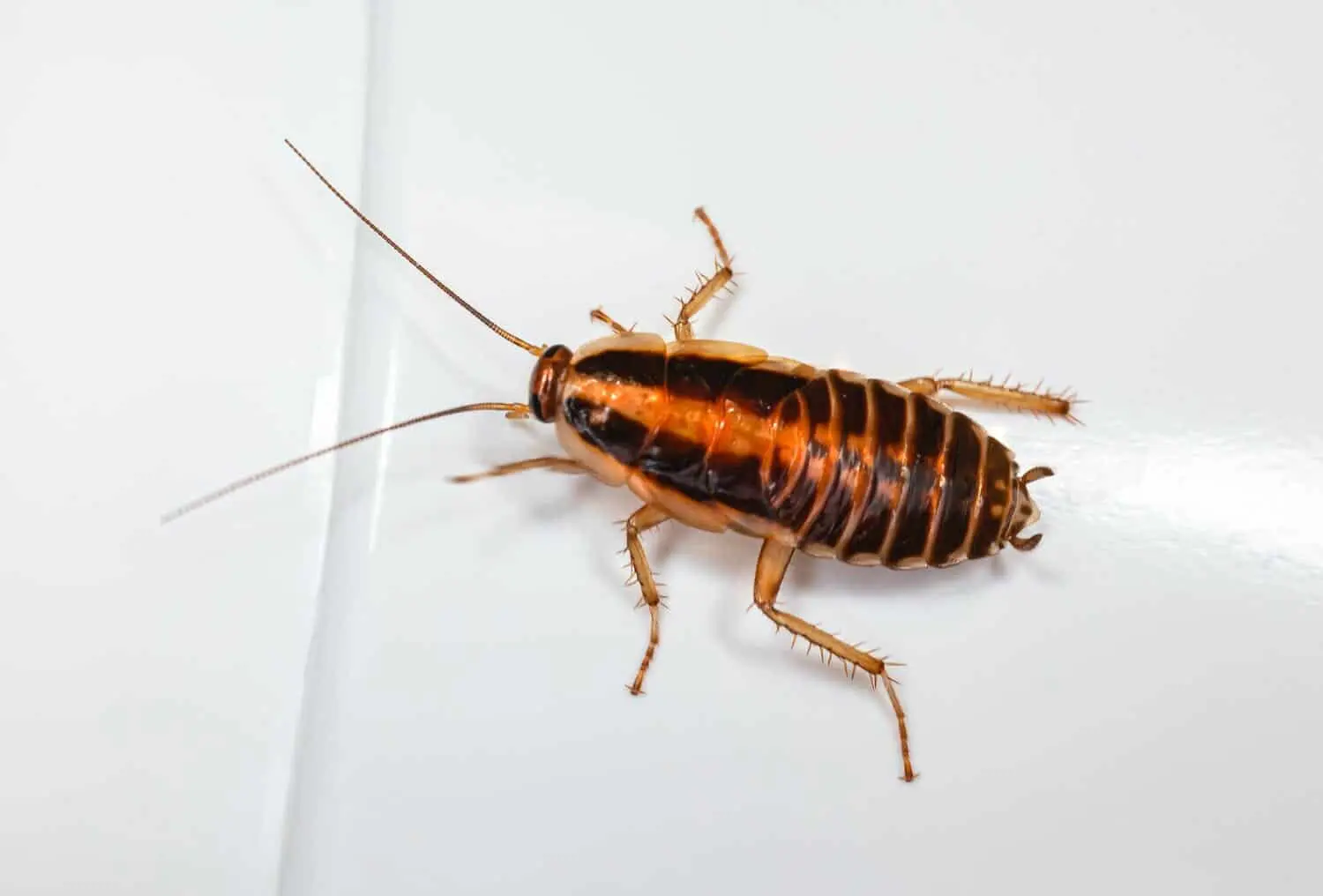 Cockroaches in Washington