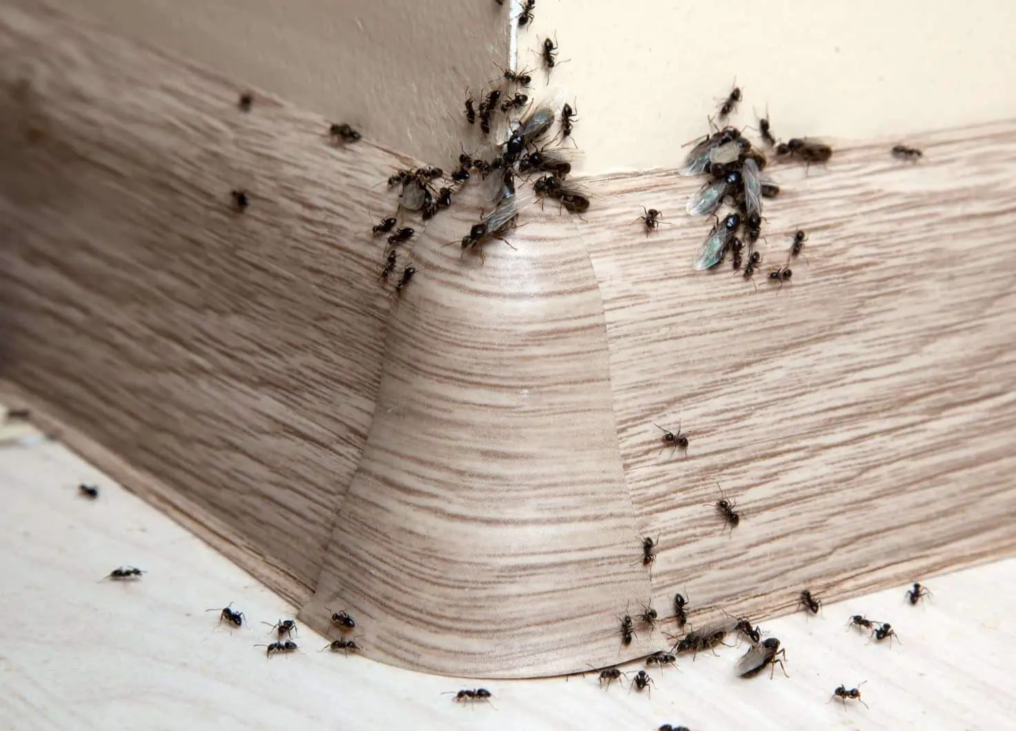 How to Get Rid of Ants at Home – Effective Ant Control Methods