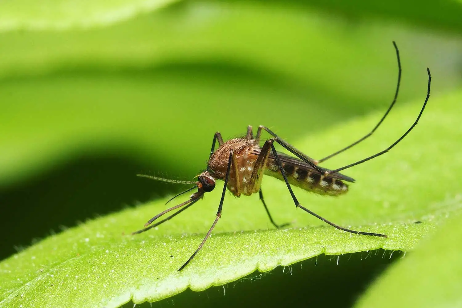 All You Need to Know about Mosquitoes and How to Get Rid of Them