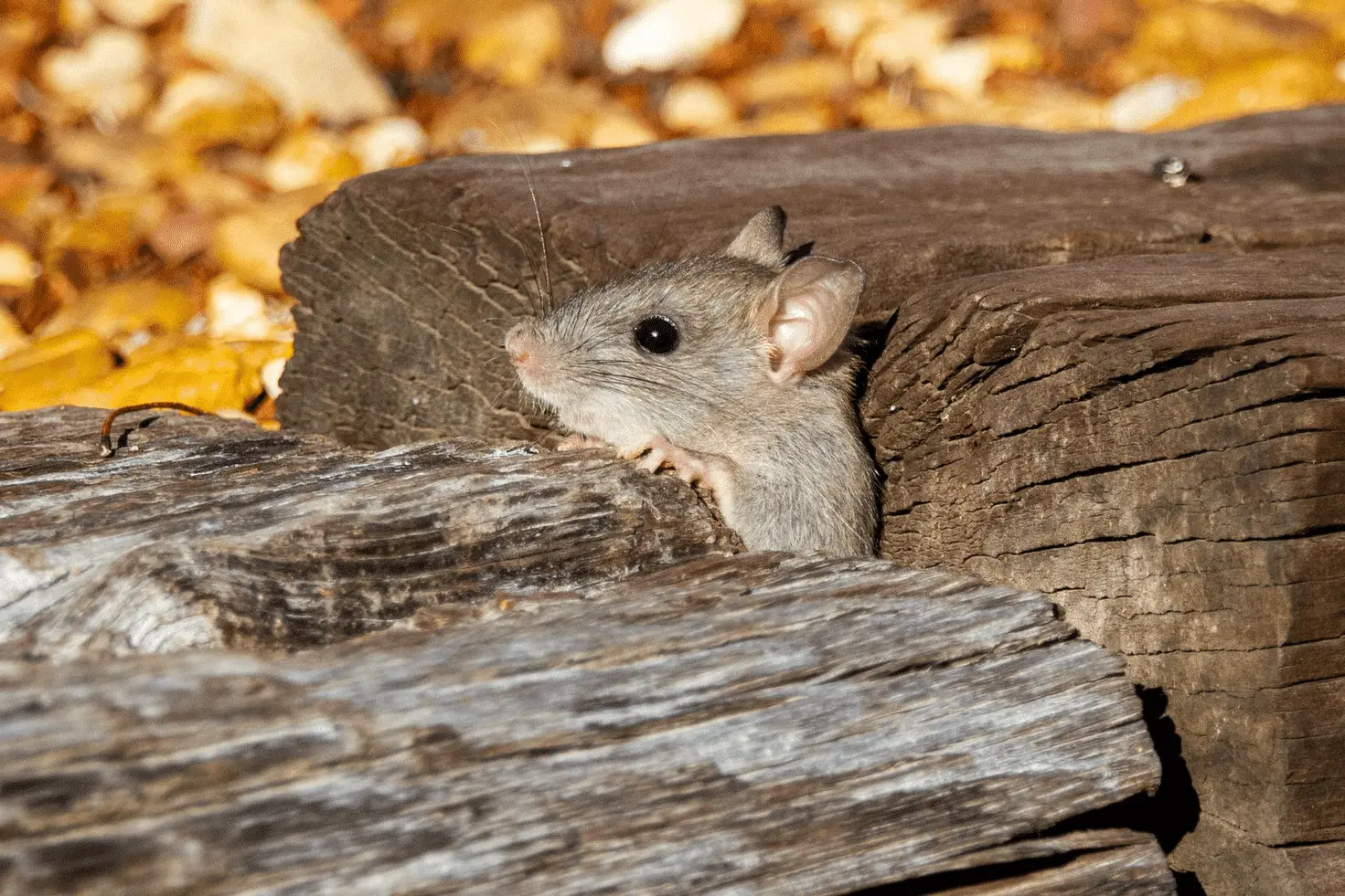 Keeping Rodents Out of Your Home