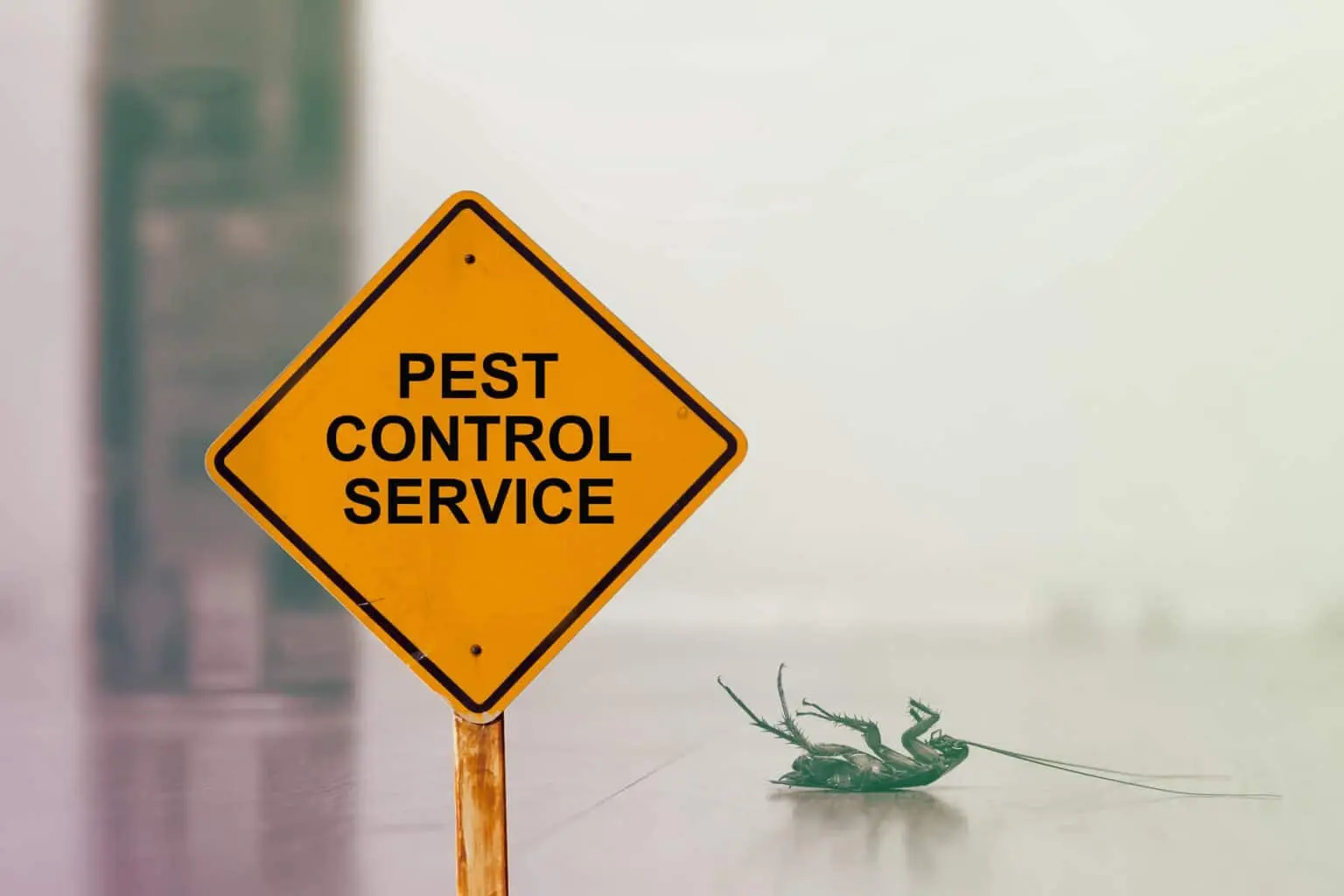 Pest Control in Seattle, Washington: Protecting Your Home or Business from Pests