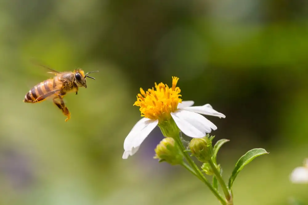 Pests to Watch Out For this Spring