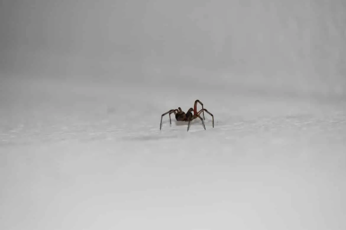 Spiders in Western Washington: Identification, Prevention, and Treatment