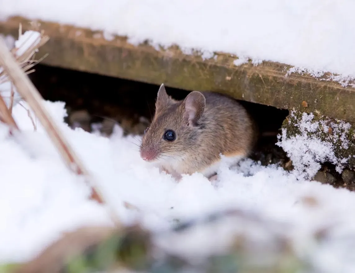 Pest-proofing Your Home Before the Winter