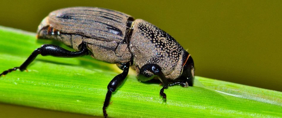 Billbug eating a green grass blade in Bremerton, WA.