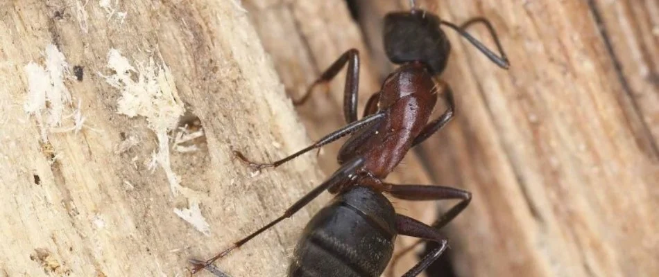 Carpenter ant on a piece of wood in Bremerton, WA.