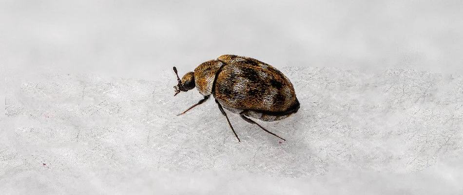 Carpet beetle on the ground in Bremerton, WA.