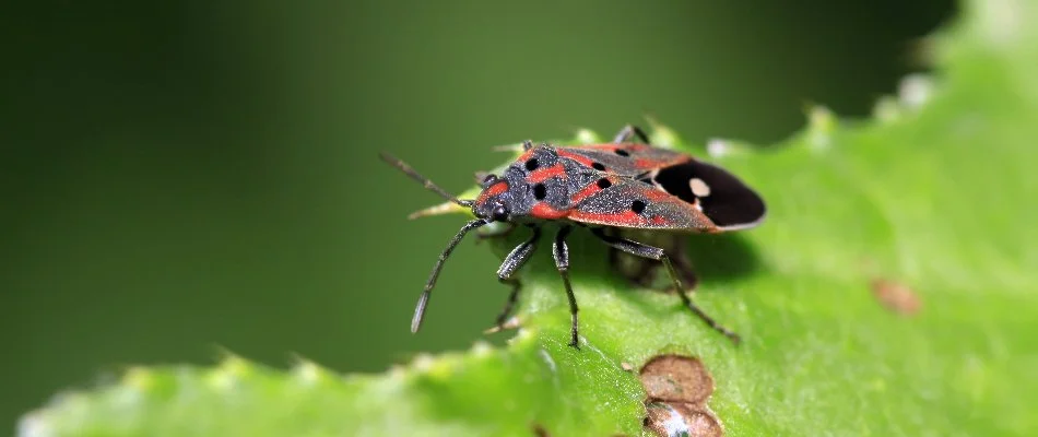 Chinch bug feeding on a leaf in Bremerton, WA.