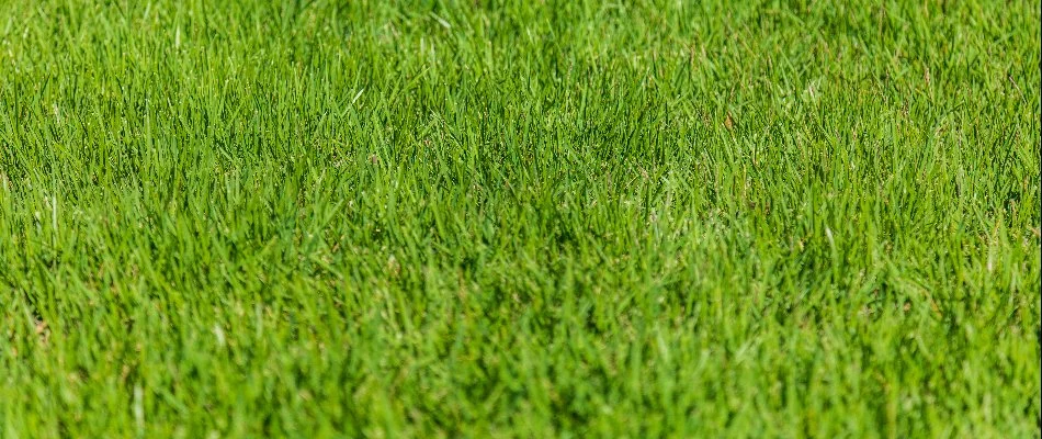 A close-up of green grass blades in Clallam County, WA.