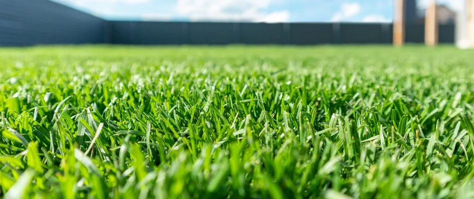 Green lawn on a property in Issaquah, WA.