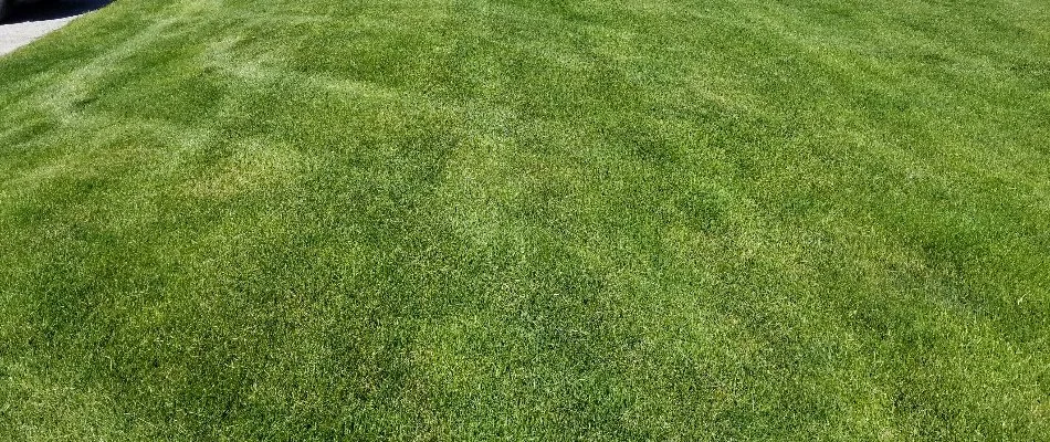Closeup of a lawn in Burien, WA, with manicured green grass.