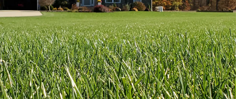 Closeup of lush, green grass blades in Federal Way, WA.