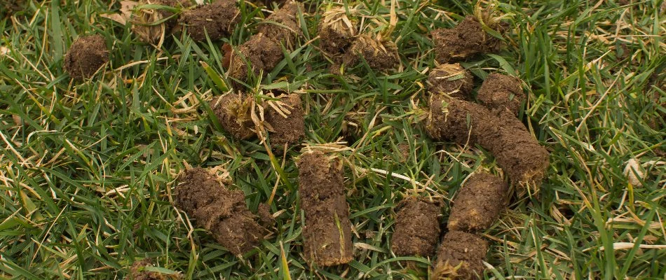 Clumps of soil on a lawn in Bremerton, WA, after core aeration.