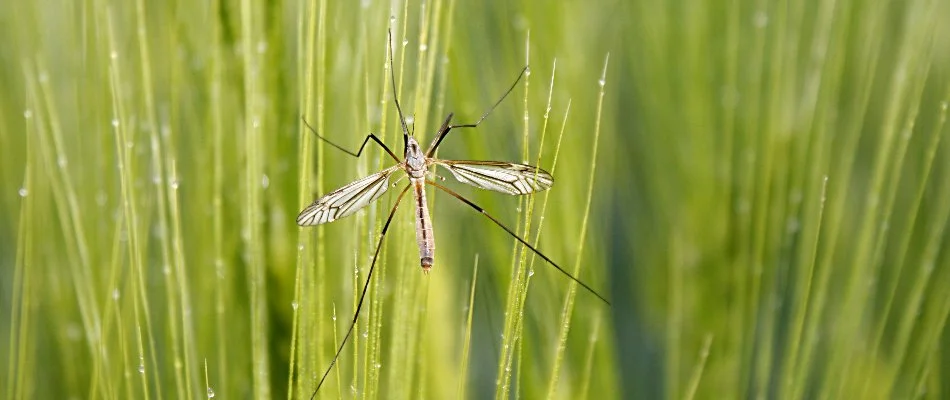 Crane fly in Bremerton, WA, on grass blades. 