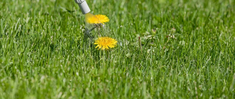 Dandelions on a lawn in Bremerton, WA, being sprayed.