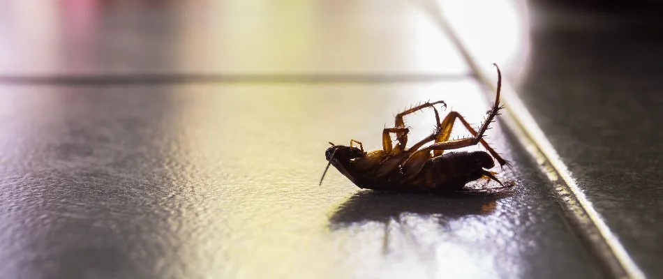 Dead cockroach in Bremerton, WA, on a tile.