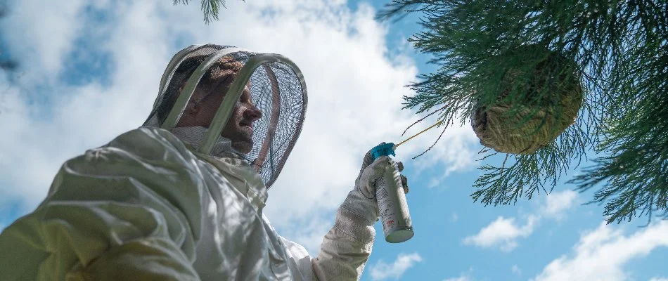 Worker spraying a beehive in Poulsbo, WA.