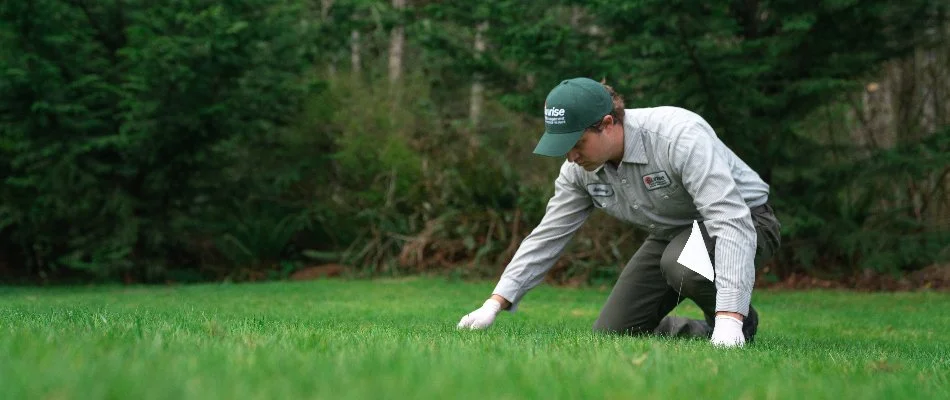 Worker checking lawn for mole damage in Lacey, WA.