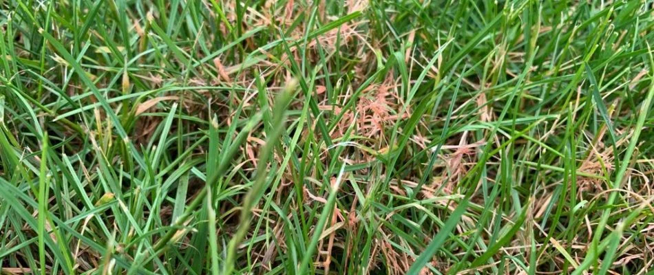 Grass in Bremerton, WA, with red thread disease.