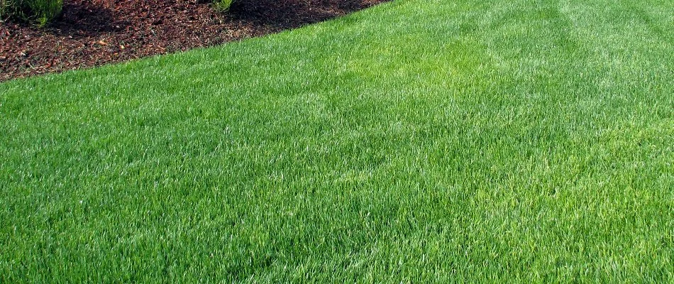 Green grass near a mulch bed in Bremerton, WA.