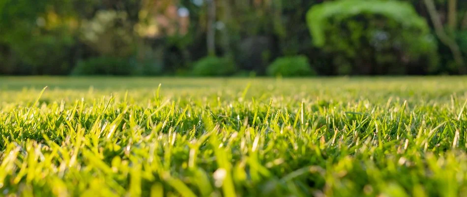 Healthy, lush grass on a property in Lakewood, WA.