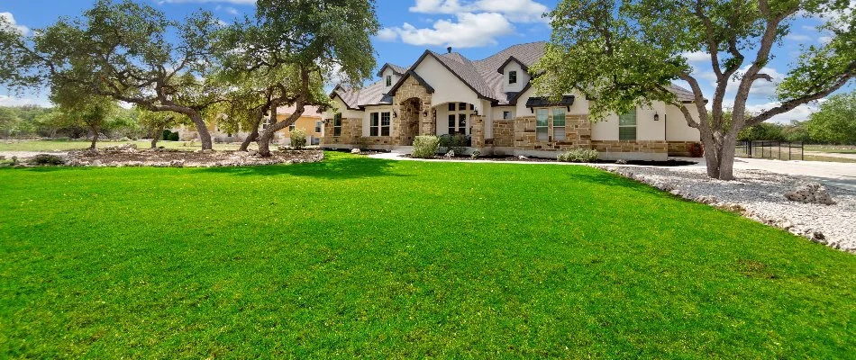 Green lawn in front of a house in Bellevue, WA, with trees.