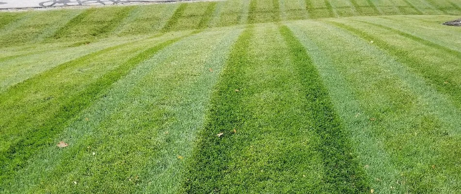 Green lawn in Auburn, WA, with striping on a hill.