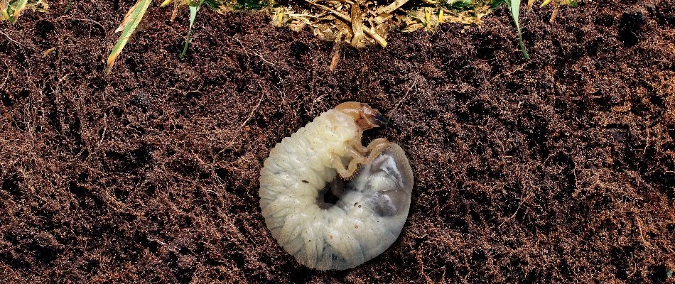 Grub in the soil on a property in Bremerton, WA.