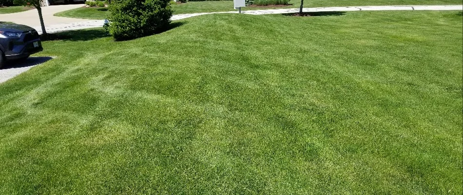 Well-maintained green lawn with trees in Bremerton, WA.