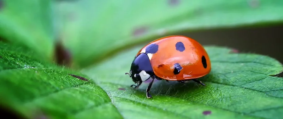 Ladybug on a leaf in Bremerton, WA.