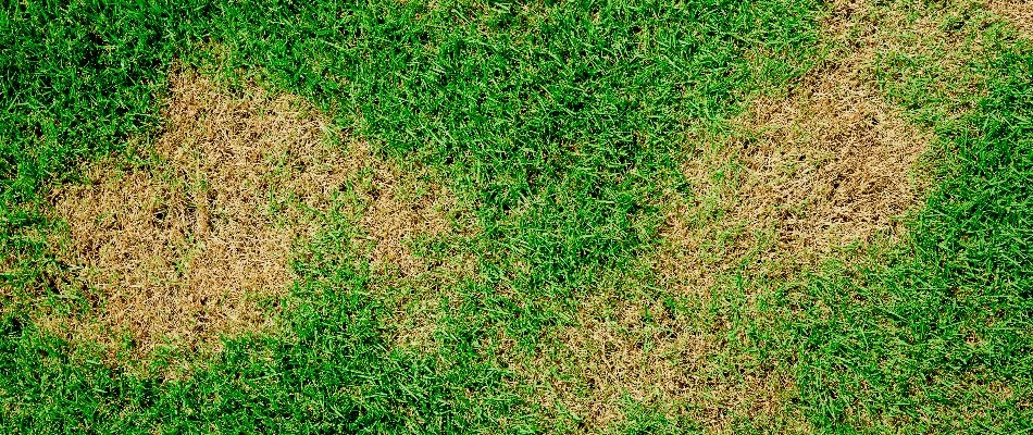 Brown patch disease on a lawn in Bremerton, WA.