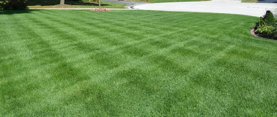 Lawn in East Hill-Meridian, WA, with lush, green grass.
