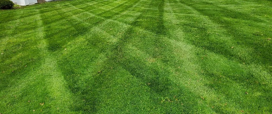 Lush, green grass in Mercer Island, WA, with faint striping.